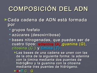 COMPOSICIÓN DEL ADNCOMPOSICIÓN DEL ADN
►Cada cadena de ADN está formadaCada cadena de ADN está formada
porpor
 grupos fosfatogrupos fosfato
 azúcares (desoxirribosa)azúcares (desoxirribosa)
 bases nitrogenadas, que pueden ser debases nitrogenadas, que pueden ser de
cuatro tipos:cuatro tipos: adenina (A)adenina (A),,guanina (G)guanina (G),,
citosina (C )citosina (C ) yy timina (T).timina (T).
►Las bases de una cadena se unen con lasLas bases de una cadena se unen con las
de la otra de la siguiente forma: la adeninade la otra de la siguiente forma: la adenina
con la timina mediante dos puentes decon la timina mediante dos puentes de
hidrógeno y la guanina con la citosinahidrógeno y la guanina con la citosina
mediante tres puentes de hidrógeno.mediante tres puentes de hidrógeno.
►AA==TT CC GG
 