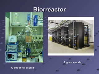 BiorreactorBiorreactor
A pequeña escala
A gran escala
 