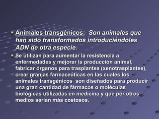 Animales transgénicos:Animales transgénicos: Son animales queSon animales que
han sido transformados introduciéndoleshan sido transformados introduciéndoles
ADN de otra especie.ADN de otra especie.
Se utilizan para aumentar la resistencia aSe utilizan para aumentar la resistencia a
enfermedades y mejorar la producción animal,enfermedades y mejorar la producción animal,
fabricar órganos para trasplantes (xenotrasplantes),fabricar órganos para trasplantes (xenotrasplantes),
crear granjas farmaceúticas en las cuales loscrear granjas farmaceúticas en las cuales los
animales transgénicos son diseñados para produciranimales transgénicos son diseñados para producir
una gran cantidad de fármacos o moléculasuna gran cantidad de fármacos o moléculas
biológicas utilizadas en medicina y que por otrosbiológicas utilizadas en medicina y que por otros
medios serían más costosos.medios serían más costosos.
 