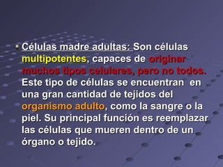 Células madre adultas:Células madre adultas: Son célulasSon células
multipotentesmultipotentes, capaces de, capaces de originaroriginar
muchos tipos celulares, pero no todos.muchos tipos celulares, pero no todos.
Este tipo de células se encuentran enEste tipo de células se encuentran en
una gran cantidad de tejidos deluna gran cantidad de tejidos del
organismo adultoorganismo adulto, como la sangre o la, como la sangre o la
piel. Su principal función es reemplazarpiel. Su principal función es reemplazar
las células que mueren dentro de unlas células que mueren dentro de un
órgano o tejido.órgano o tejido.
 