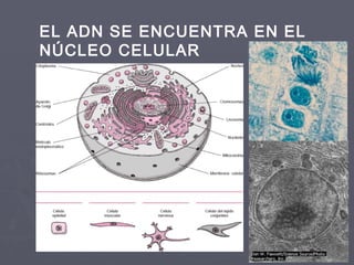 EL ADN SE ENCUENTRA EN EL
NÚCLEO CELULAR
 