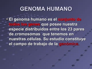 GENOMA HUMANOGENOMA HUMANO
El genoma humano es elEl genoma humano es el conjunto deconjunto de
todos los genestodos los genes que posee nuestraque posee nuestra
especie distribuidos entre los 23 paresespecie distribuidos entre los 23 pares
de cromosomas que tenemos ende cromosomas que tenemos en
nuestras células. Su estudio constituyenuestras células. Su estudio constituye
el campo de trabajo de lael campo de trabajo de la genómica.genómica.
 