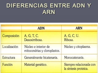 DIFERENCIAS ENTRE ADN YDIFERENCIAS ENTRE ADN Y
ARNARN
 