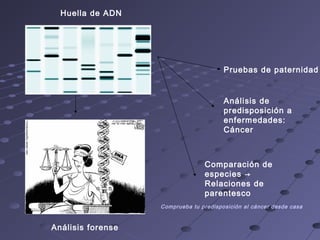 Huella de ADN
Análisis forense
Pruebas de paternidad
Análisis de
predisposición a
enfermedades:
Cáncer
Comparación de
especies →
Relaciones de
parentesco
Comprueba tu predisposición al cáncer desde casa
 