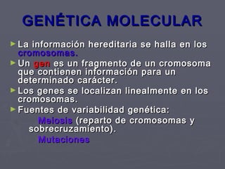 GENÉTICA MOLECULARGENÉTICA MOLECULAR
► La información hereditaria se halla en losLa información hereditaria se halla en los
cromosomascromosomas..
► UnUn gengen es un fragmento de un cromosomaes un fragmento de un cromosoma
que contienen información para unque contienen información para un
determinado carácter.determinado carácter.
► Los genes se localizan linealmente en losLos genes se localizan linealmente en los
cromosomas.cromosomas.
► Fuentes de variabilidad genética:Fuentes de variabilidad genética:
MeiosisMeiosis (reparto de cromosomas y(reparto de cromosomas y
sobrecruzamiento).sobrecruzamiento).
MutacionesMutaciones
 