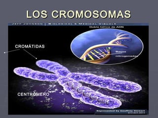 LOS CROMOSOMASLOS CROMOSOMAS
CROMÁTIDAS
CENTRÓMERO
 