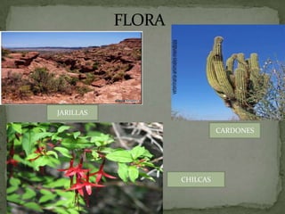 JARILLAS

                         CARDONES




               CHILCAS
.
 
