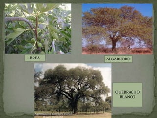 BREA   ALGARROBO




          QUEBRACHO
           BLANCO
 