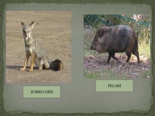 PECARÍ
ZORRO GRIS
 