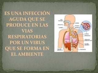 ES UNA INFECCIÓN
AGUDA QUE SE
PRODUCE EN LAS
VIAS
RESPIRATORIAS
POR UN VIRUS
QUE SE FORMA EN
EL AMBIENTE
 