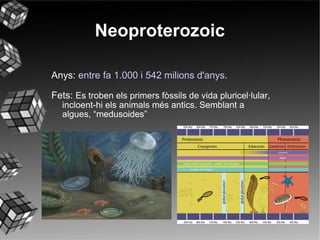 Neoproterozoic Anys:  entre fa 1.000 i 542 milions d'anys. Fets:  Es troben els primers fòssils de vida pluricel·lular, incloent-hi els animals més antics. Semblant a algues, “medusoides” 