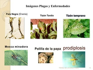 Imágenes Plagas y Enfermedades

Pata Negra (Erwnia)
                          Tizón Tardío




                                             prodiplosis



                                         PEREZ DE LA CRUZ FABIO   15
 