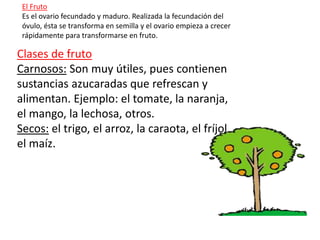 El Fruto 
Es el ovario fecundado y maduro. Realizada la fecundación del 
óvulo, ésta se transforma en semilla y el ovario empieza a crecer 
rápidamente para transformarse en fruto. 
Clases de fruto 
Carnosos: Son muy útiles, pues contienen 
sustancias azucaradas que refrescan y 
alimentan. Ejemplo: el tomate, la naranja, 
el mango, la lechosa, otros. 
Secos: el trigo, el arroz, la caraota, el fríjol, 
el maíz. 
