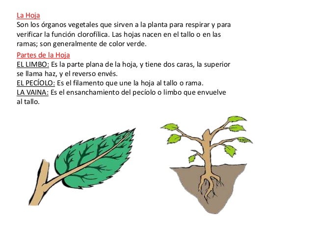 Power de plantas sil