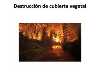 Destrucción de cubierta vegetal
 