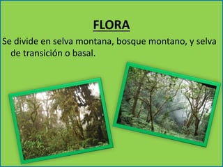 FLORA 
Se divide en selva montana, bosque montano, y selva 
de transición o basal. 
 