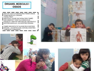 ÒRGANS, MÚSCULS I
OSSOS
HEM VIST QUE ELS DINOSAURES TENIEN OSSOS,
TENIEN MÚSCULS I ÒRGANS.
I NOSALTRES?
HEM POGUT VEURE QUE NOSALTRES TAMBÉ!
HEM OBSERVAT TOCAT ELS OSSOS D’UN
ESQUELET I HEM VIST IMATGES DE COM SÓN ELS
NOSTRES MÚSCULS I ELS NOSTRES ÒRGANS.
TAMBÉ HEM ESCOLTAT ALGUNS DELS NOSTRES
ÒRGANS,...ELS BATECS DEL COR DELS NOSTRES
COMPANYS I COMPANYES.
 