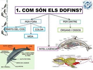1. COM SÓN ELS DOFINS?
PER FORAPER FORA PER DINTREPER DINTRE
PARTS DEL COSPARTS DEL COS COLORCOLOR ÒRGANS I OSSOSÒRGANS I OSSOS
MIDAMIDA
INTEL·LIGÈNCIAINTEL·LIGÈNCIA
 
