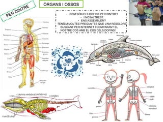 ÒRGANS I OSSOSÒRGANS I OSSOS
PER DINTRE
PER DINTRE
- COM SÓN ELS DOFINS PER DINTRE?
- I NOSALTRES?
- ENS ASSEMBLEM?
TENÍEM MOLTES PREGUNTES QUE VAM RESOLDRE
BUSCANT PER INTERNET I COMPARANT EL
NOSTRE COS AMB EL COS DELS DOFINS!
 