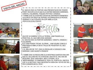 VISITA DEL NACHO
VISITA DEL NACHO
EL NACHO ENS VA PORTAR UNA PRESENTACIÓ DE POWER
POINT ON EXPLICAVA QUE ELS DOFINS MENGEN SARDINES,
VARATS, CALAMARS, FOQUES PETITES I CRANCS.
I TAMBÉ QUE ELS DOFINS CACEN DE DIFERENTS MANERES:
-S’AJUNTA UN GRUP DE DOFINS I ACORRALEN ELS PEIXOS.
-DONANT-LI ALS PEIXOS UN COP AMB LA CUA.
-PER ECOLOCALITZACIÓ.
UN COP JA SABÍEM TOTA LA TEORIA, VAM PASAR A LA
PRÀCTICA, EL QUE MÉS ENS AGRADA!
EL NACHO ENS VA PORTAR SARDINES, VARATS, CRANCS I
CALAMARS.
ELS VAM PODER TOCAR, OLORAR,...VAM VEURE COM ELS
PREPARAVA AMB LA SEVA TAULA DE PEIXATER I EL SEU
GANIVET!
I, EL MILLOR DE TOT, ENS VA REGALAR A CADASCÚ UNA
SARDINA I UNS QUANTS CRANCS!
I TAMBÉ ENS VA RESOLDRE ELS NOSTRES DUBTES! ENS DIR
QUE EL DILLUNS NO VA A PESCAR, QUE ÉS EL SEU DIA DE
DESCANS. QUE CADA MATÍ, MOLT D’HORA, VA A
“MERCABARNA” A COMPRAR EL PEIX I EL PORTA ELL MATEIX
CAP A LA BOTIGA! I QUE NECESSITA CADA DIA 120 KG DE GEL
PER CONSERVAR EL PEIX!
 