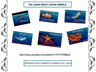 WE LEARN ABOUT OCEAN ANIMALS
http://www.youtube.com/watch?v=TCY1Ffl9Bwkhttp://www.youtube.com/watch?v=TCY1Ffl9Bwk
APRENEM COSES SOBRE ELS ANIMALS DE L´OCEÀ
 