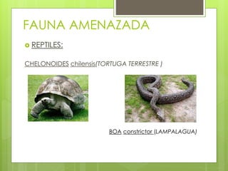 FAUNA AMENAZADA 
 REPTILES: 
CHELONOIDES chilensis(TORTUGA TERRESTRE ) 
BOA constrictor (LAMPALAGUA) 
 