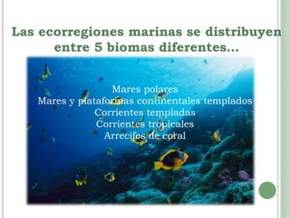 Las ecorregiones marinas se distribuyen 
entre 5 biomas diferentes… 
Mares polares 
Mares y plataformas continentales templados 
Corrientes templadas 
Corrientes tropicales 
Arrecifes de coral 
 