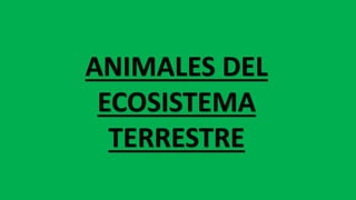 ANIMALES DEL
ECOSISTEMA
TERRESTRE
 