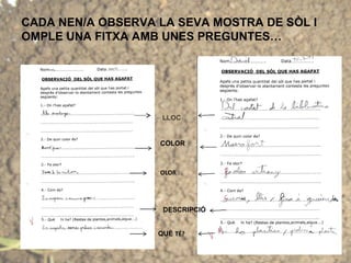 CADA NEN/A OBSERVA LA SEVA MOSTRA DE SÒL I
OMPLE UNA FITXA AMB UNES PREGUNTES…
LLOC
COLOR
OLOR
DESCRIPCIÓ
QUÈ TÉ?
 