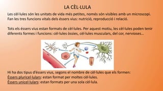 LA CÈL·LULA
Les cèl·lules són les unitats de vida més petites, només són visibles amb un microscopi.
Fan les tres funcions vitals dels éssers vius: nutrició, reproducció i relació.
Tots els éssers vius estan formats de cèl·lules. Per aquest motiu, les cèl·lules poden tenir
diferents formes i funcions: cèl·lules òssies, cèl·lules musculars, del cor, nervioses…
Hi ha dos tipus d’éssers vius, segons el nombre de cèl·lules que els formen:
Éssers pluricel·lulars: estan format per moltes cèl·lules.
Éssers unicel·lulars: estan formats per una sola cèl·lula.
 
