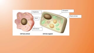 Cèl·lula animal Cèl·lula vegetal
Membrana
Nucli
Orgànuls
Paret cel·lular
Citoplasma
Orgànuls
 
