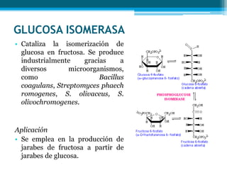 GLUCOSA ISOMERASA
• Cataliza la isomerización de
glucosa en fructosa. Se produce
industrialmente gracias a
diversos microorganismos,
como Bacillus
coagulans, Streptomyces phaech
romogenes, S. olivaceus, S.
olivochromogenes.
Aplicación
• Se emplea en la producción de
jarabes de fructosa a partir de
jarabes de glucosa.
 