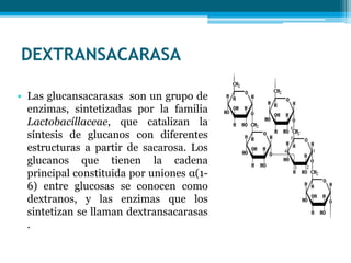 DEXTRANSACARASA
• Las glucansacarasas son un grupo de
enzimas, sintetizadas por la familia
Lactobacíllaceae, que catalizan la
síntesis de glucanos con diferentes
estructuras a partir de sacarosa. Los
glucanos que tienen la cadena
principal constituida por uniones α(1-
6) entre glucosas se conocen como
dextranos, y las enzimas que los
sintetizan se llaman dextransacarasas
.
 