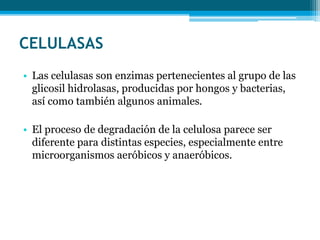 CELULASAS
• Las celulasas son enzimas pertenecientes al grupo de las
glicosil hidrolasas, producidas por hongos y bacterias,
así como también algunos animales.
• El proceso de degradación de la celulosa parece ser
diferente para distintas especies, especialmente entre
microorganismos aeróbicos y anaeróbicos.
 