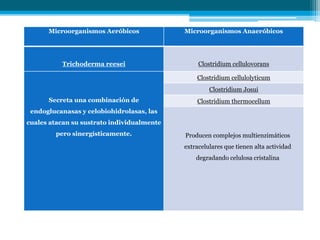 Microorganismos Aeróbicos Microorganismos Anaeróbicos
Trichoderma reesei Clostridium cellulovorans
Secreta una combinación de
endoglucanasas y celobiohidrolasas, las
cuales atacan su sustrato individualmente
pero sinergísticamente.
Clostridium cellulolyticum
Clostridium Josui
Clostridium thermocellum
Producen complejos multienzimáticos
extracelulares que tienen alta actividad
degradando celulosa cristalina
 