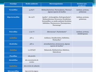 Fenotipo Medio ambiente Microorganismos Enzimas que
producen
Termófilas 45-85°C Methanobacterium, Thermoplasma, Thermus*,
algunas especies de bacillus
Amilasas, proteasa,
polimerasa
Hipertermofilas 80-113°C Aquifex*, Archaeoglobus, Hydrogenobacter*,
Methanothermus, Pyrococcus, Pyrodictium,
Extremófilos y su medio ambiente Pyrolobus,
Sulfolobus, Thermococcus, Thermoproteus,
Thermotoga*
Amilasas, proteasa,
polimerasa
Psicrofilas -2-20 °C Alteromonas*, Psychrobacter* Amilasas, proteasa,
deshidrogenasa
Acidófilas pH<4 Acidianus, Desulfurolobus, Sulfolobus,
Thiobacillus*
Alcalósilas pH>9 atronobacterium, atronococcus, algunas
especies de bacillus*
Halófilas 2-5 M NaCl Haloarcula, Halobacterium, Haloferax,
Halorubrum
Piezófilas alta presión
Metalófilas alta concentración de
metales
Radiófilas altos niveles de radiación
Microaerófilas bajo nivel de oxígeno
 