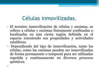 Células inmovilizadas.
• El termino inmovilización de células y enzimas, se
refiere a células y enzimas físicamente confinadas o
localizadas en una cierta región definida en el
espacio reteniendo sus propiedades y actividades
catalíticas.
• Dependiendo del tipo de inmovilización, tanto las
células, como las enzimas pueden ser inmovilizadas
de forma permanente o temporal para ser utilizadas
repetida y continuamente en diversos procesos
químicos.
•
 