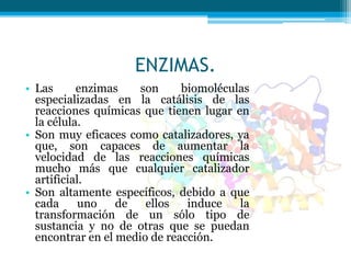 ENZIMAS.
• Las enzimas son biomoléculas
especializadas en la catálisis de las
reacciones químicas que tienen lugar en
la célula.
• Son muy eficaces como catalizadores, ya
que, son capaces de aumentar la
velocidad de las reacciones químicas
mucho más que cualquier catalizador
artificial.
• Son altamente específicos, debido a que
cada uno de ellos induce la
transformación de un sólo tipo de
sustancia y no de otras que se puedan
encontrar en el medio de reacción.
 