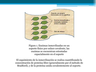 Figura 1. Enzimas inmovilizadas en un
soporte físico por enlace covalente, las
enzimas se encuentran orientadas
espacialmente en el soporte
El seguimiento de la inmovilización se realiza cuantificando la
concentración de proteína libre (generalmente por el método de
Bradford), y de la proteína unida covalentemente al soporte.
 