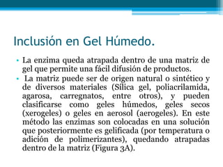 Inclusión en Gel Húmedo.
• La enzima queda atrapada dentro de una matriz de
gel que permite una fácil difusión de productos.
• La matriz puede ser de origen natural o sintético y
de diversos materiales (Sílica gel, poliacrilamida,
agarosa, carregnatos, entre otros), y pueden
clasificarse como geles húmedos, geles secos
(xerogeles) o geles en aerosol (aerogeles). En este
método las enzimas son colocadas en una solución
que posteriormente es gelificada (por temperatura o
adición de polimerizantes), quedando atrapadas
dentro de la matriz (Figura 3A).
 