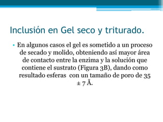 Inclusión en Gel seco y triturado.
• En algunos casos el gel es sometido a un proceso
de secado y molido, obteniendo así mayor área
de contacto entre la enzima y la solución que
contiene el sustrato (Figura 3B), dando como
resultado esferas con un tamaño de poro de 35
± 7 Å.
 