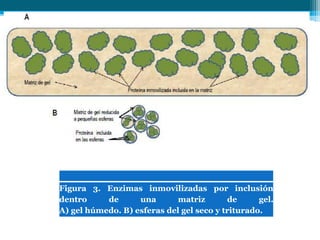Figura 3. Enzimas inmovilizadas por inclusión
dentro de una matriz de gel.
A) gel húmedo. B) esferas del gel seco y triturado.
 