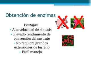 Obtención de enzimas
Ventajas
• Alta velocidad de síntesis
• Elevado rendimiento de
conversión del sustrato
• No requiere grandes
extensiones de terreno
• Fácil manejo
X X
 