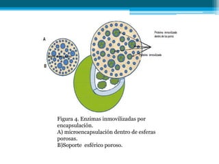 Figura 4. Enzimas inmovilizadas por
encapsulación.
A) microencapsulación dentro de esferas
porosas.
B)Soporte esférico poroso.
 