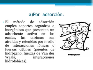 a)Por adsorción.
• El método de adsorción
emplea soportes orgánicos o
inorgánicos que presentan un
adsorbente activo en los
cuales, las enzimas son
atraídas y retenidas por medio
de interacciones iónicas o
fuerzas débiles (puentes de
hidrógeno, fuerzas de Van der
Waals, interacciones
hidrofóbicas).
 