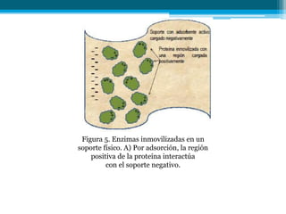 Figura 5. Enzimas inmovilizadas en un
soporte físico. A) Por adsorción, la región
positiva de la proteína interactúa
con el soporte negativo.
 