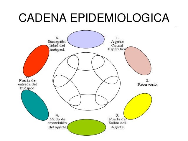 cadena epidemiologica la rabia epidemiolog 237 a primer parcial cadena epidemiologica la rabia epidemiolog 237 a primer parcial