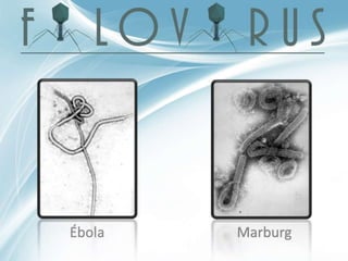 Ébola Marburg
 