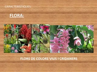 CARACTERÍSTIQUES:
FLORA:
FLORS DE COLORS VIUS I CRIDANERS
 