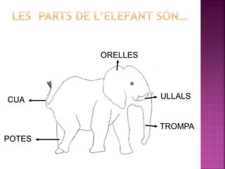 ULLALS
ORELLES
POTES
TROMPA
CUA
 